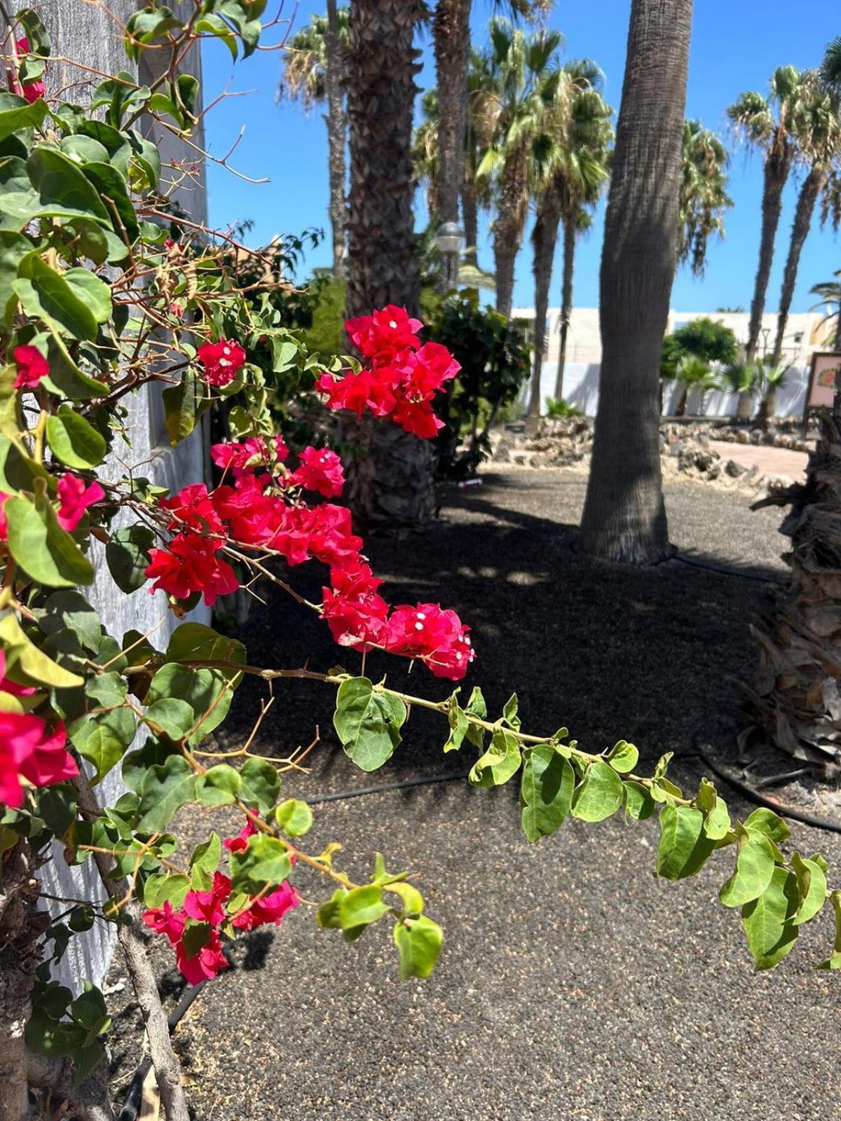 Apartamentos Gala Corralejo Exteriör bild